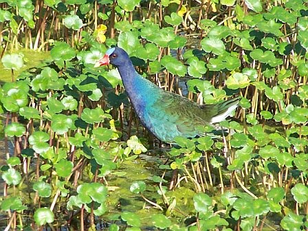 birds of the everglades