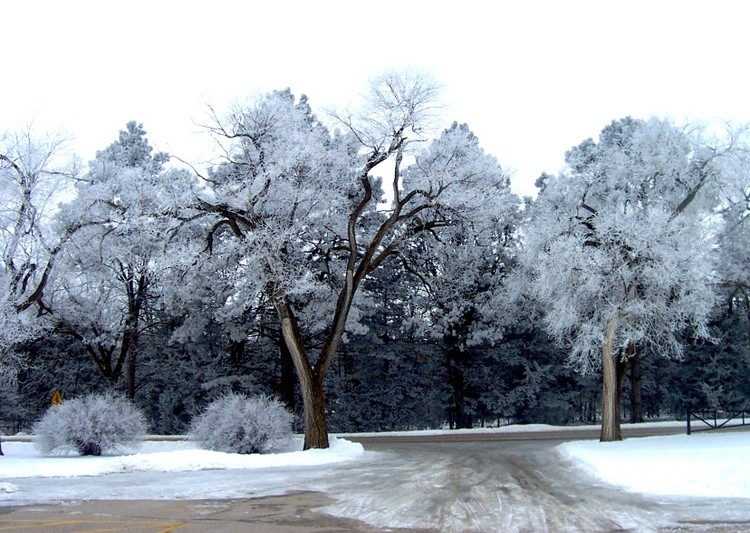 Hoar Frost 8