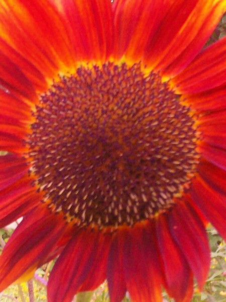 flaming sunflower