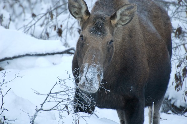 Frosted moose