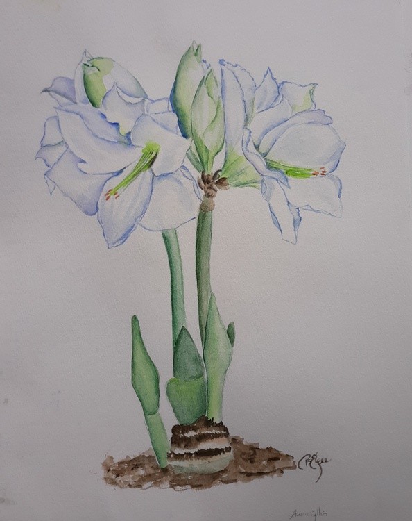 Amaryllis