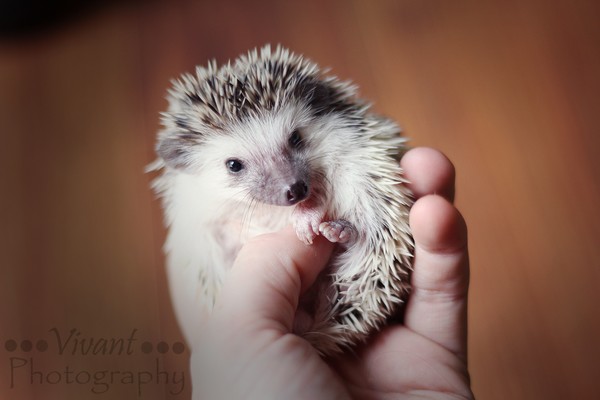 5 week old hedgehog