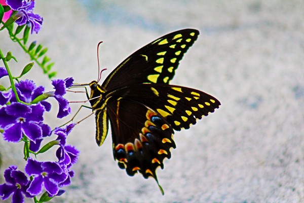 Swallowtail