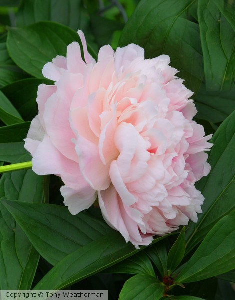 Peony ne1225