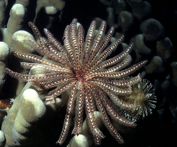 Feeding Crinoid, Walindi, WNB, PNG