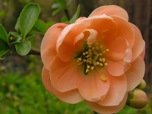 Flowering Quince