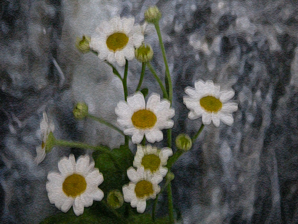 White daisies