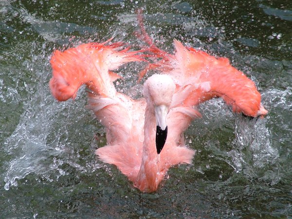 Splashing pink