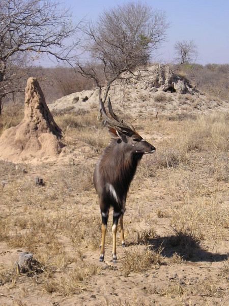 Nyala