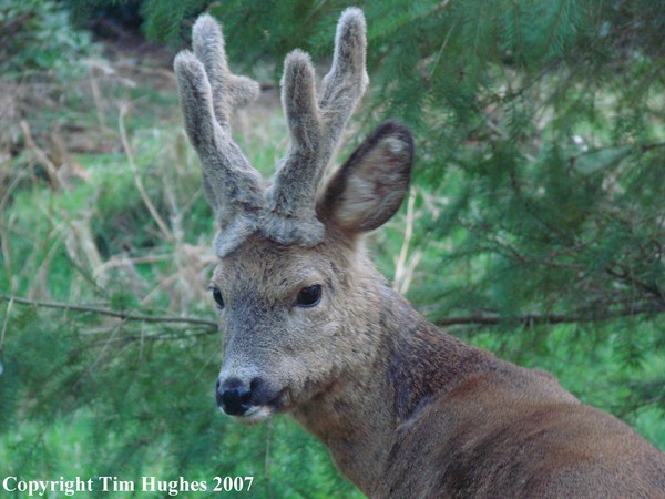 Deer at Dusk