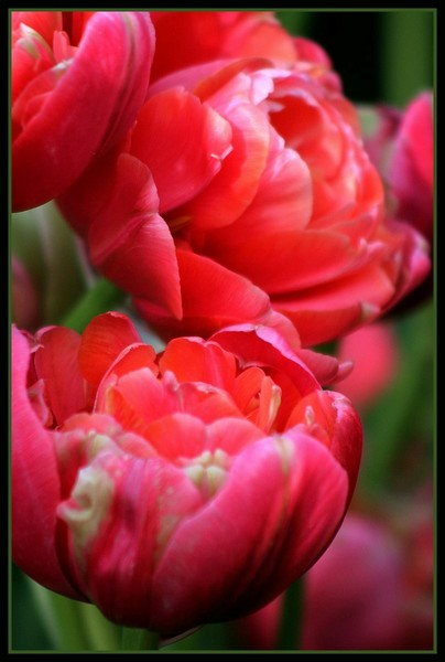 Filled Tulips I