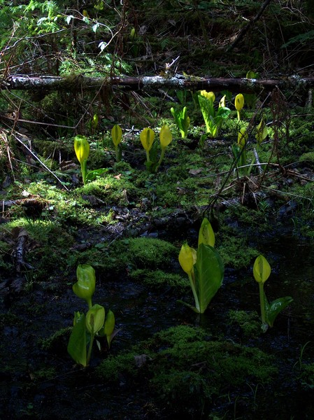 Skunk Cabbage at Skookum Flats