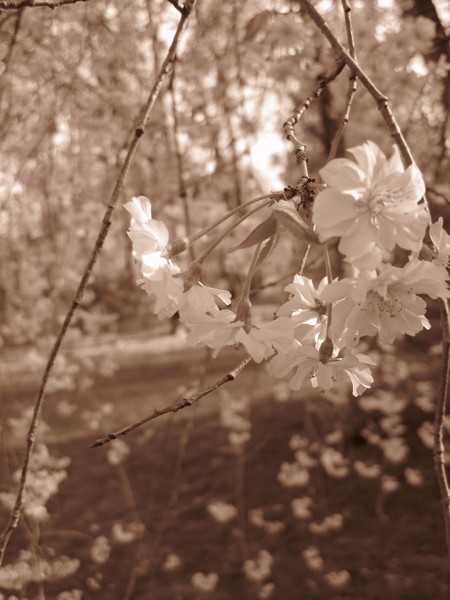 Sepia Blossoms III