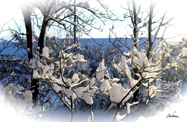  Snow-flowers in my garden  !