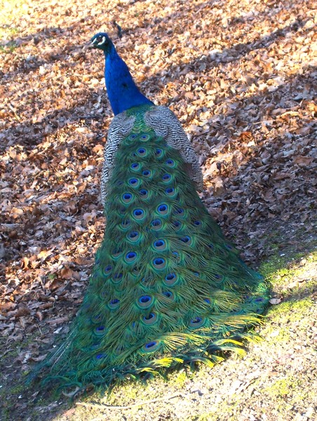 Parading Peacock in the Fall