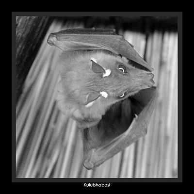 Khulubhabesi / Fruit bat