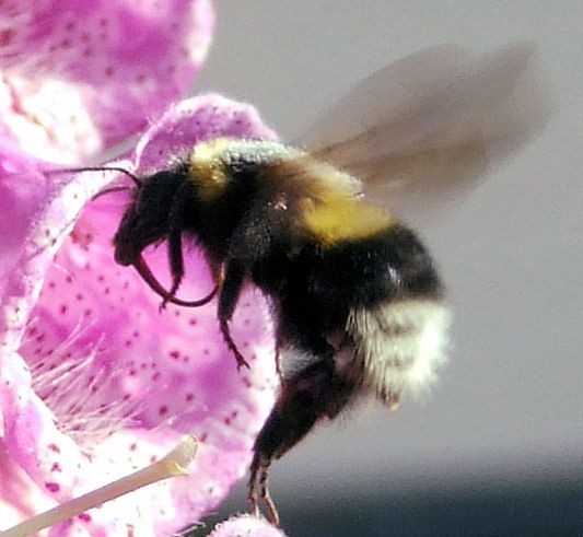 close bee