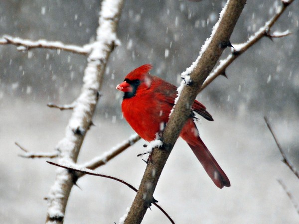 Male Cardinal in the snow.