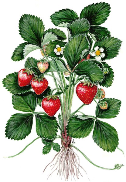 Garden Strawberry - Fragaria ananassa