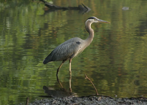 Great Blue Heron in pond in Suffern NY