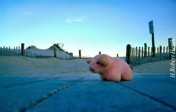  Piggy's Looking For Da Ocean part2