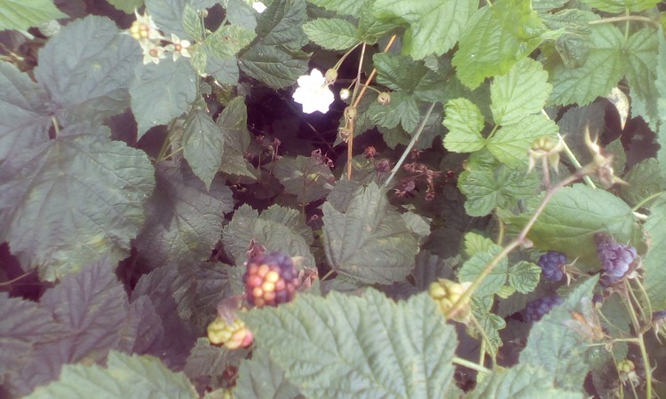 Black berries bush