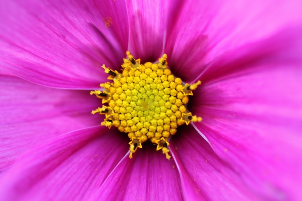 Cosmea flower heart