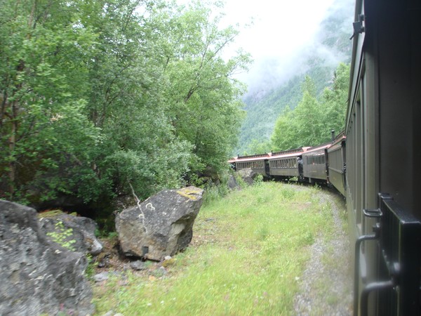 forest and part of train