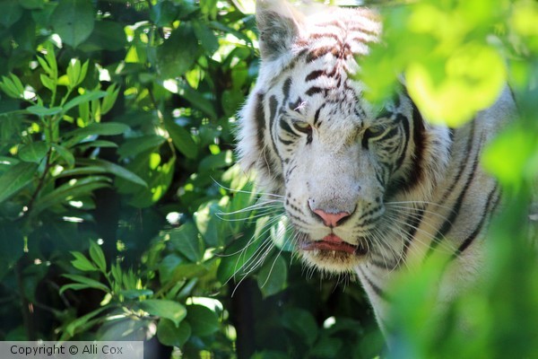 White Tiger