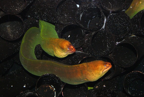 Sydney Aquarium