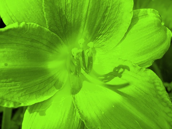 Lime Green Lilly Art