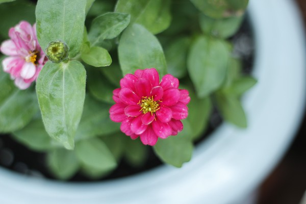 Zinnia Elegans