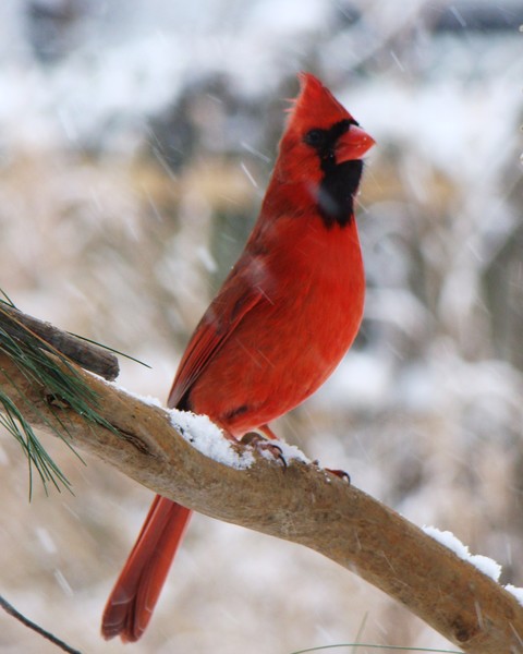 Cardinal Rules 8445 8x10