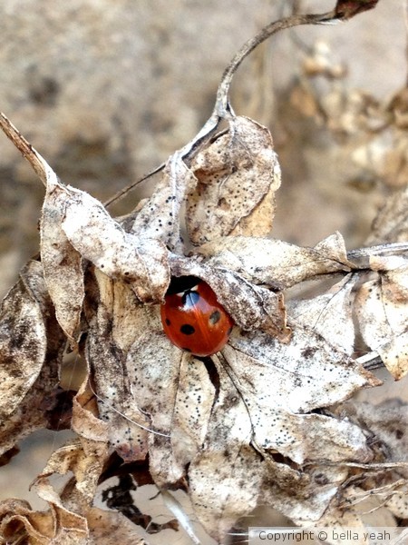 ladybird hibernating