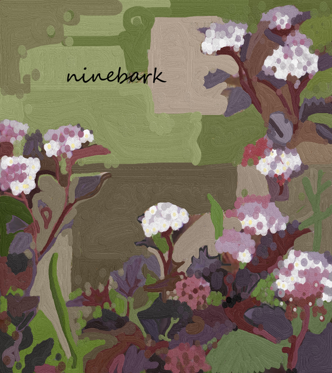 ninebark