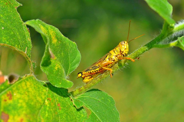 Smiling Cricket on a leaf