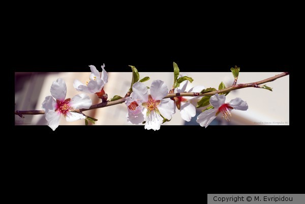 almond trre flowers
