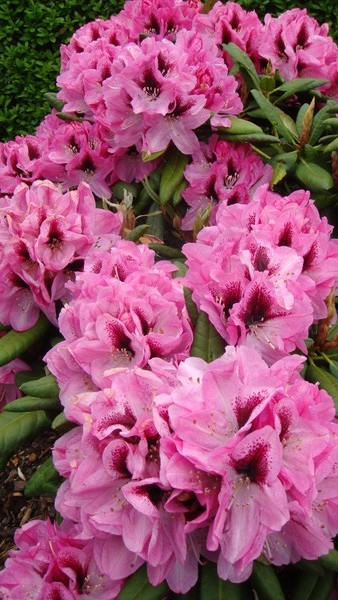 Rhododendron spec