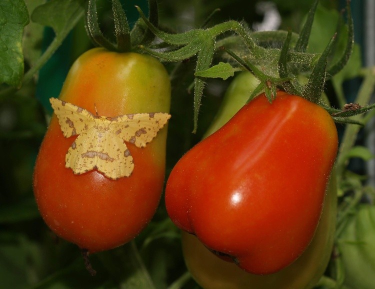 Moth on Tomatos