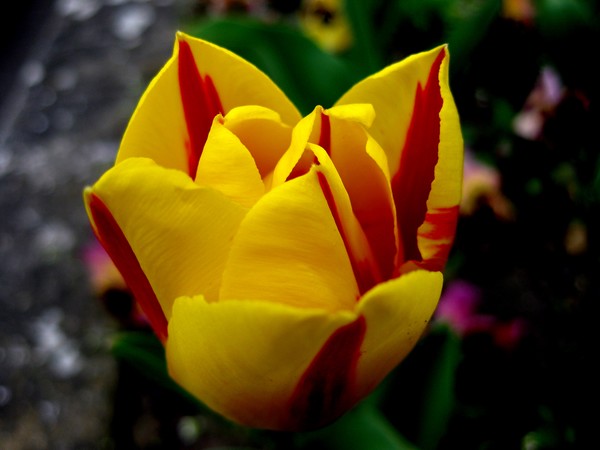 Yellow Red Tulip