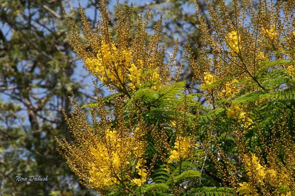 Golden Indian Embrodary touches the soft Blue Sky