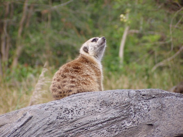 Prairie Dog