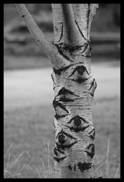 Tree Has Eyes