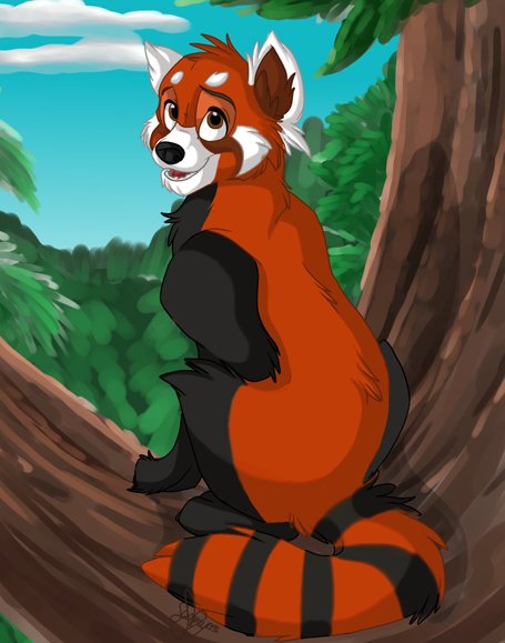 Red Panda