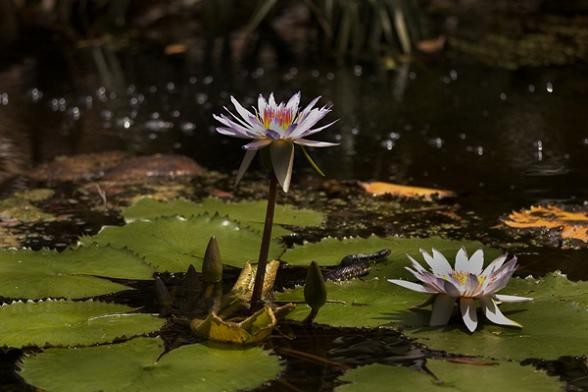 lily pond
