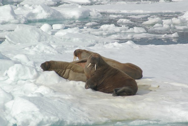 Walruses on Ice  Flow  Spirzbergen