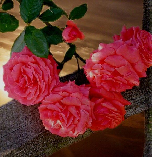 Roses photomontage