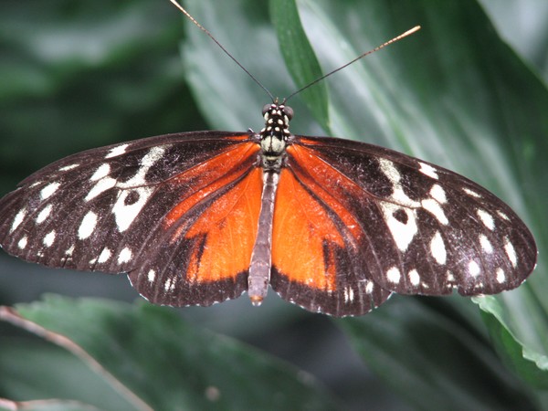 Hecale Longwing butterfly