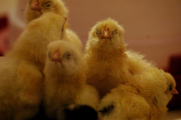 Crowded Chicks