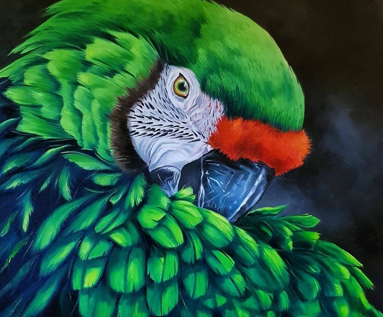 Green macaw
